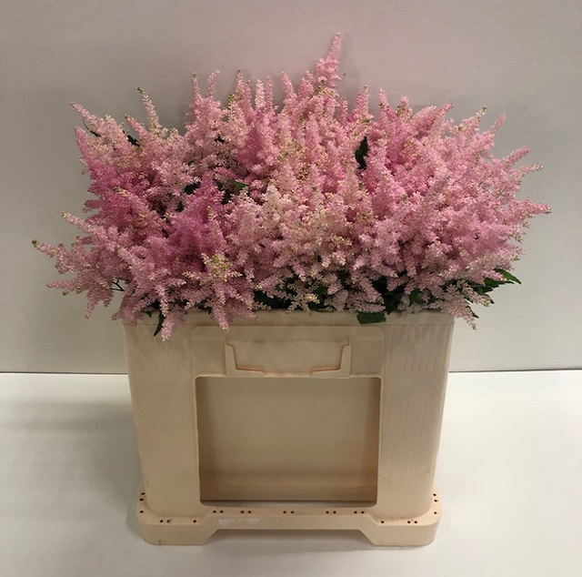 Astilbe europa.jpg